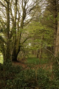 Mature deciduous trees at edge of wood