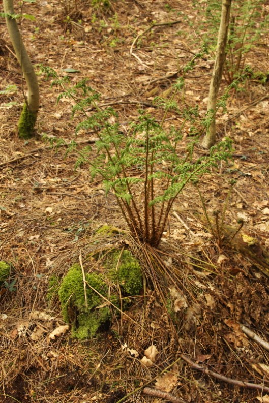 Dryopteris