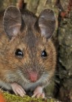 field-mouse-1a
