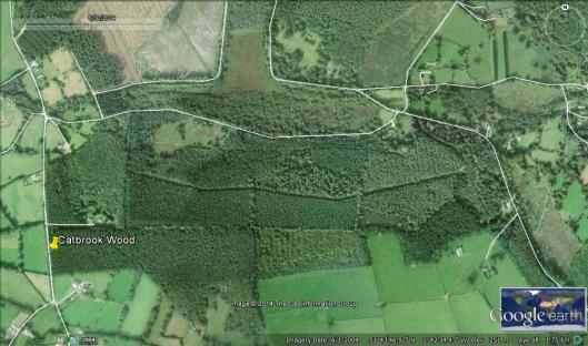 Ninewells wood2