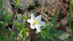 Wood anemone