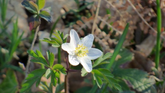 wood anemone1