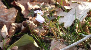 wood anemone2