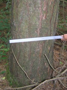 Corsican Pine2
