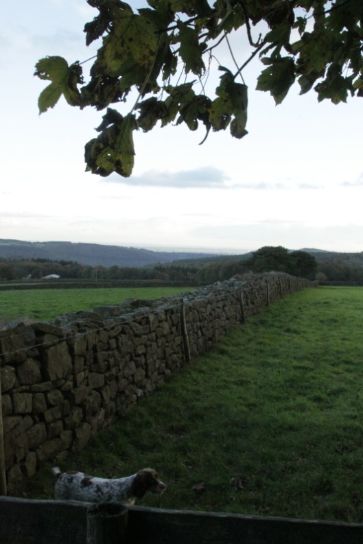 Ninewells20