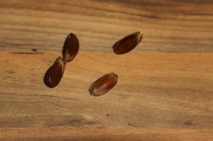 Beech masts with insect damage