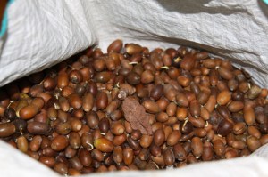 Acorns ready for planting