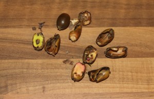 Acorns already eaten by the local wildlife
