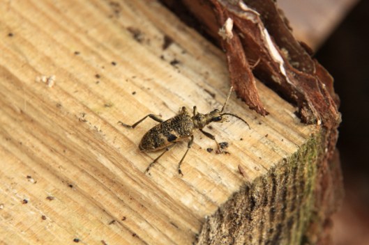 Longhorn beetle