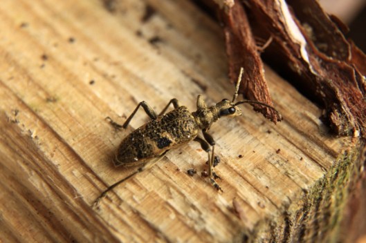 Rhagium mordax2