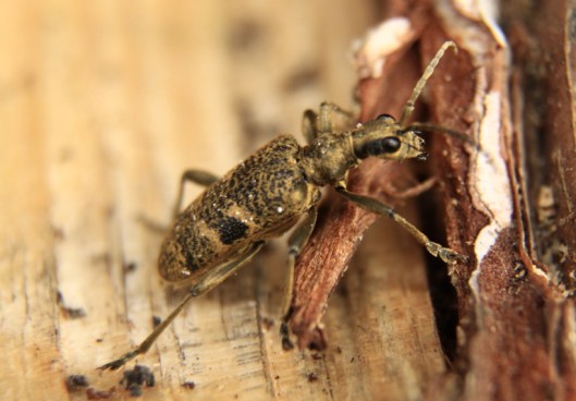 Longhorn beetle