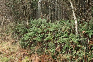 Catbrook hedgebank1