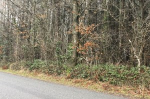 Catbrook hedgebank2