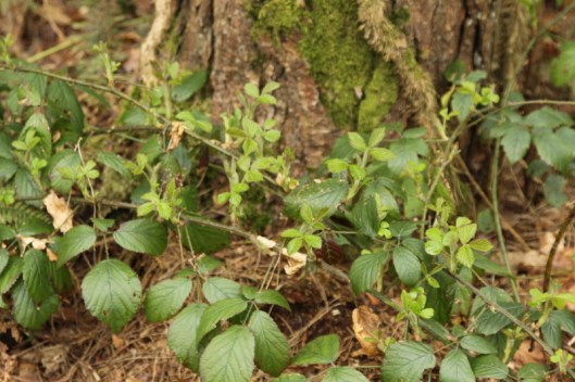 Bramble1