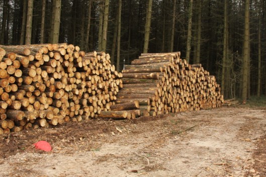 Timber awaiting collection from Catbrook Wood