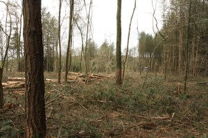 felling9