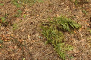 ferns1
