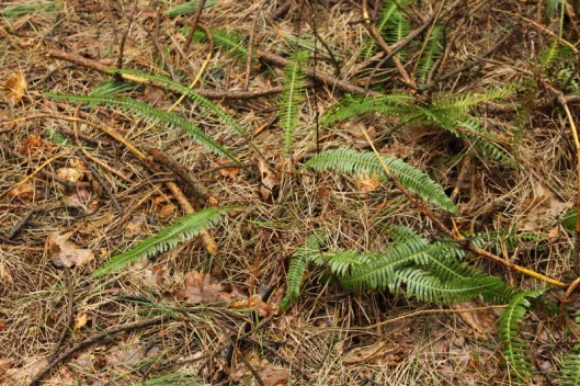 ferns2