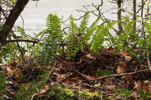 ferns3