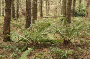 ferns4