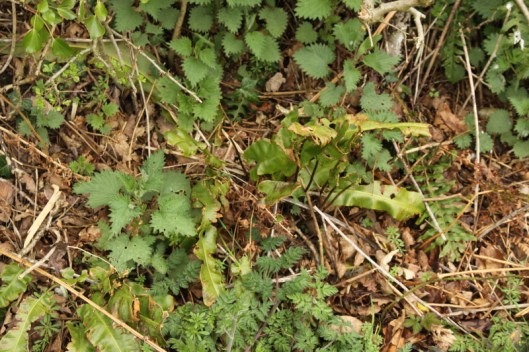 ferns8