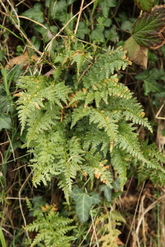 ferns9