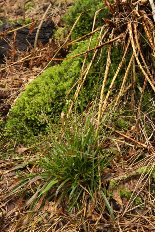 Wood rush2