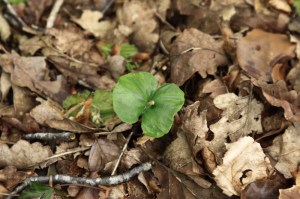 Beech seedling