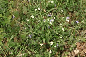 Anemones and bluebells