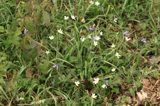 Anemones and bluebells