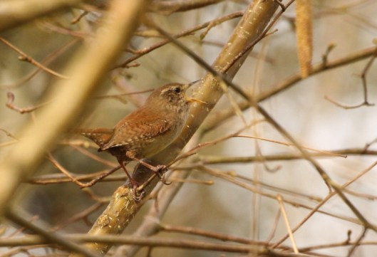 Wren singing
