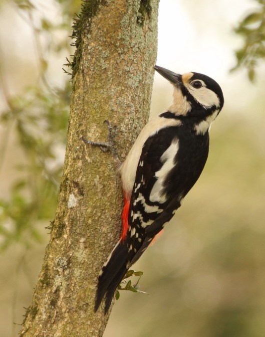 Great spotted woodpecker