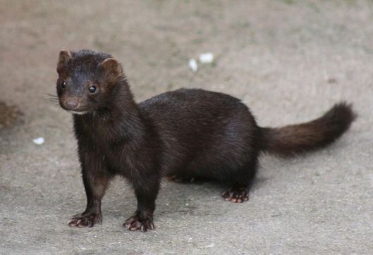 1024px-American_Mink