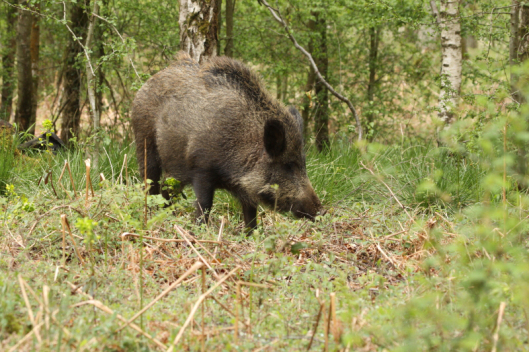 Wild Boar from the Forest of Dean