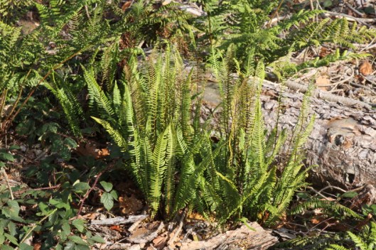 Hard fern