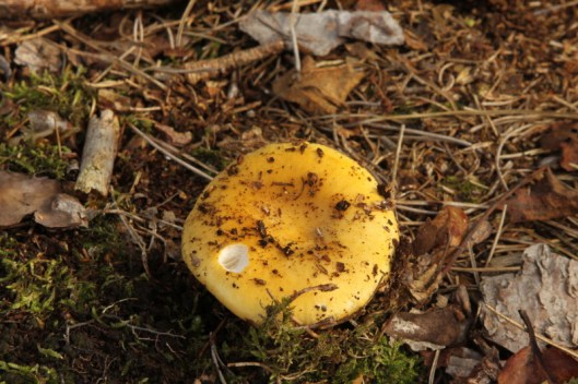 Russula