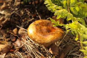 Brown roll rim Paxillus involutus