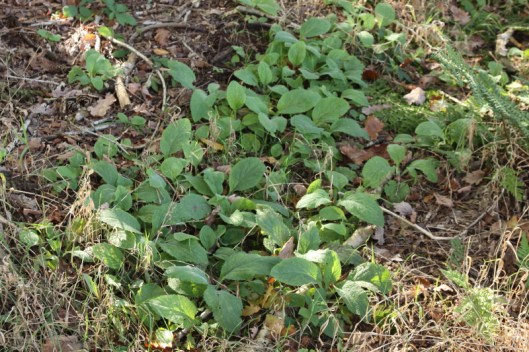 Young Foxgloves