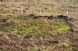 Bonfire site colonised by Funaria