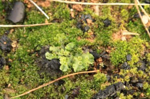 Lunularia cruciata