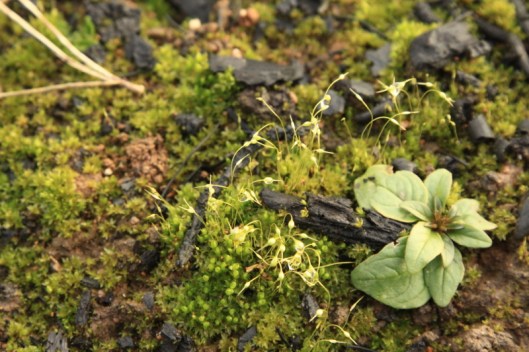 Funaria hygrometrica, with Rose bay willow herb