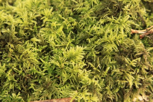 Bryophytes3