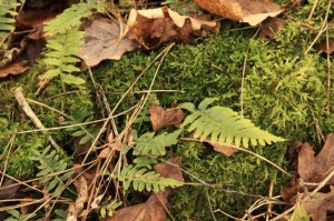Several mosses growing together and some Polypody fern