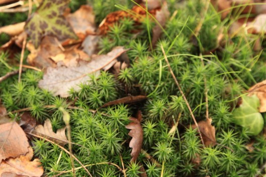 Polytrichum commune