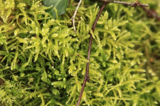 Bryophytes8