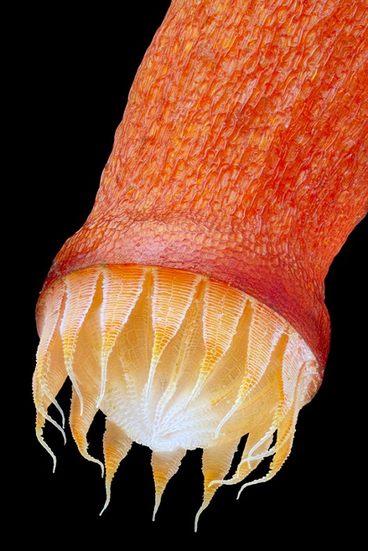 Bryum capsule