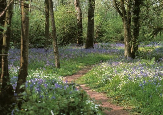 ancient woodland