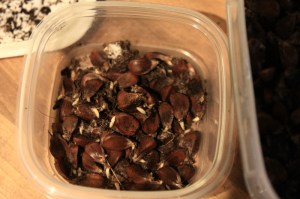 Small box with germinated seeds ready for planting