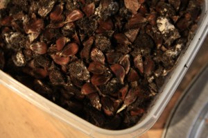 Box of seeds with some having germinated
