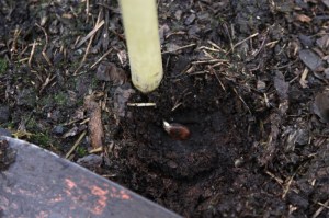 Seed in place